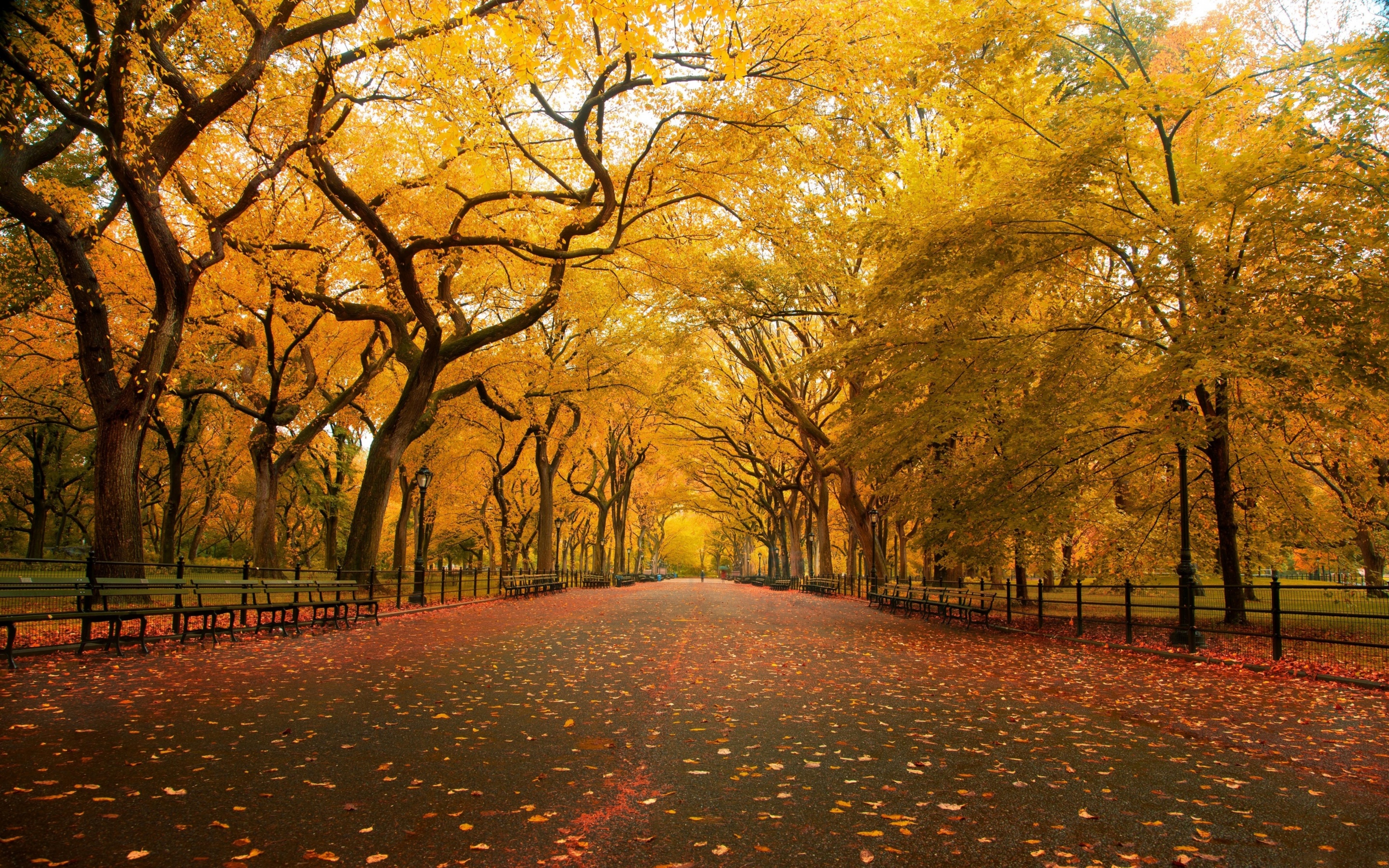 Autumn Colors In Central Park