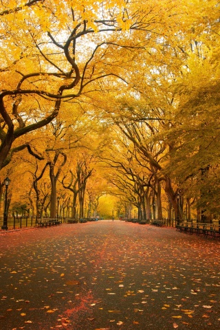 Autumn Colors In Central Park