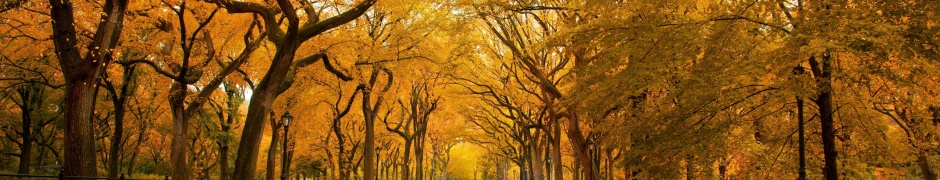 Autumn Colors In Central Park