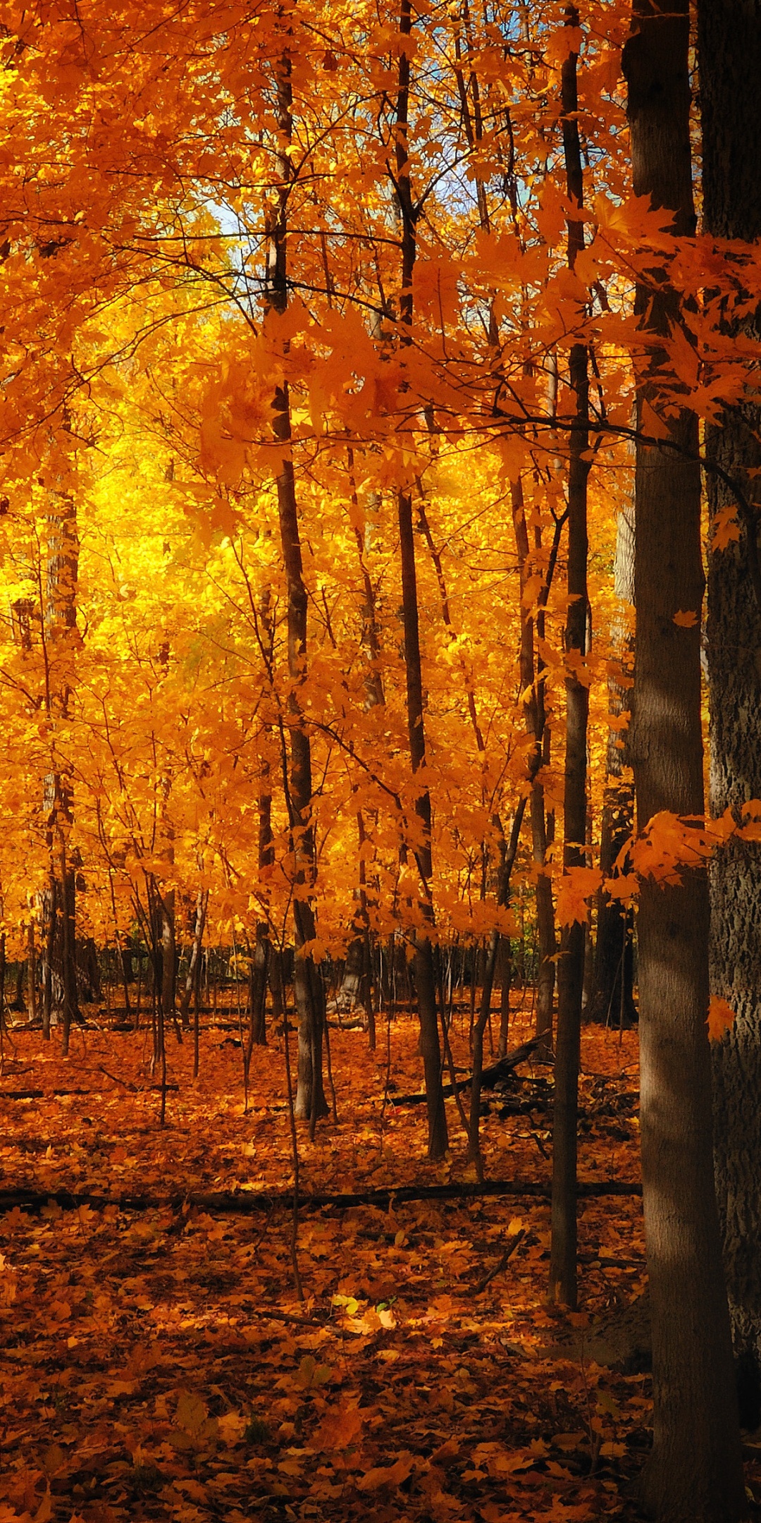 Autumn Colors In The Forest