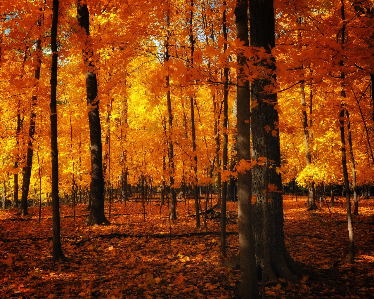 Autumn Colors In The Forest