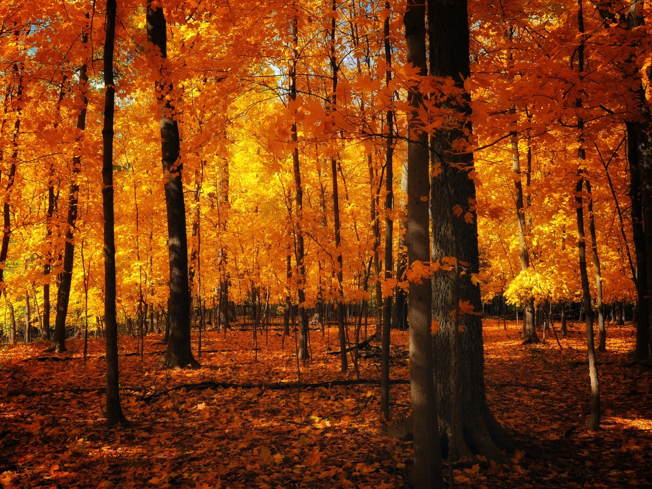 Autumn Colors In The Forest