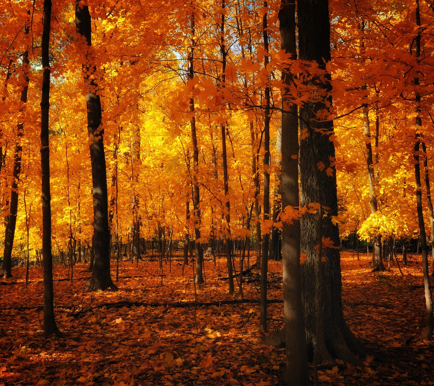 Autumn Colors In The Forest