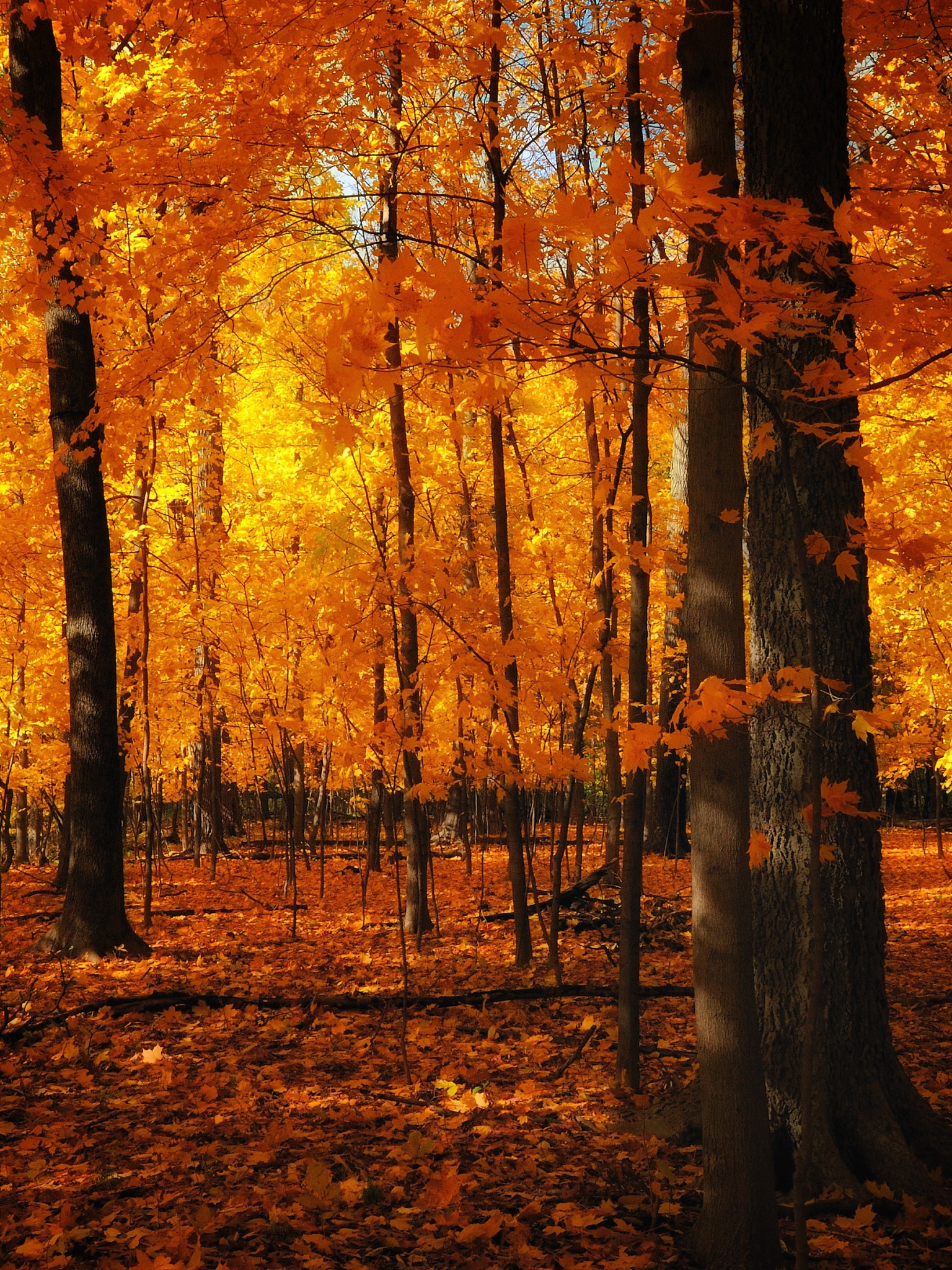 Autumn Colors In The Forest