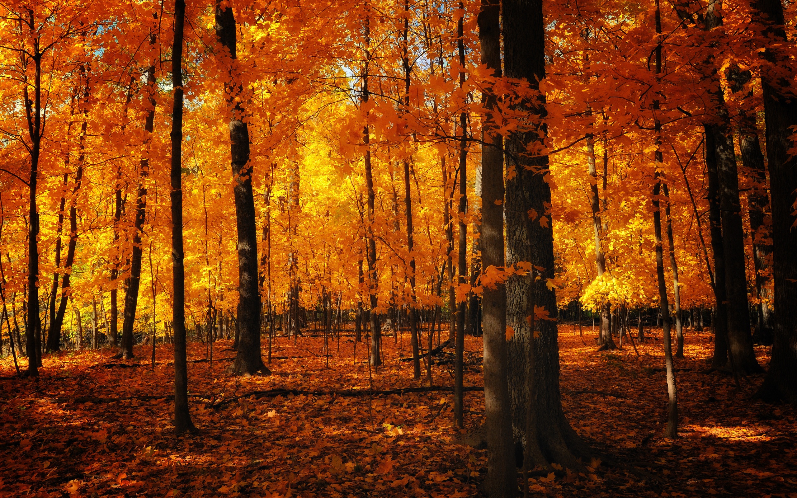 Autumn Colors In The Forest