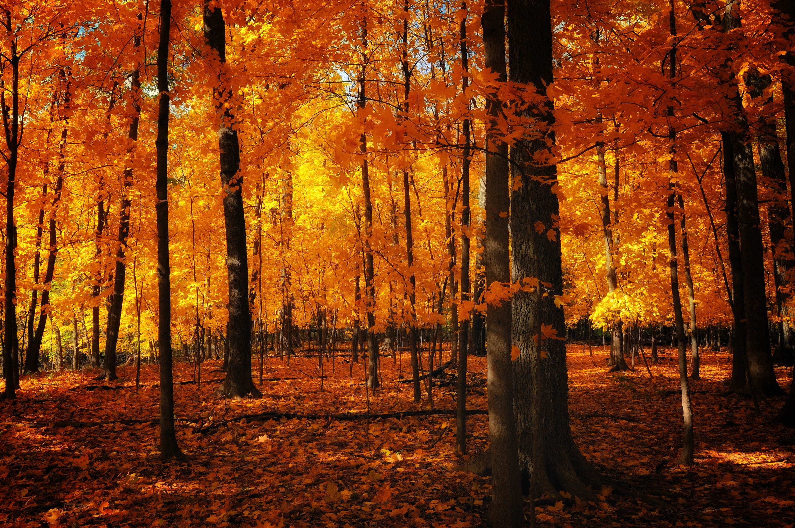 Autumn Colors In The Forest