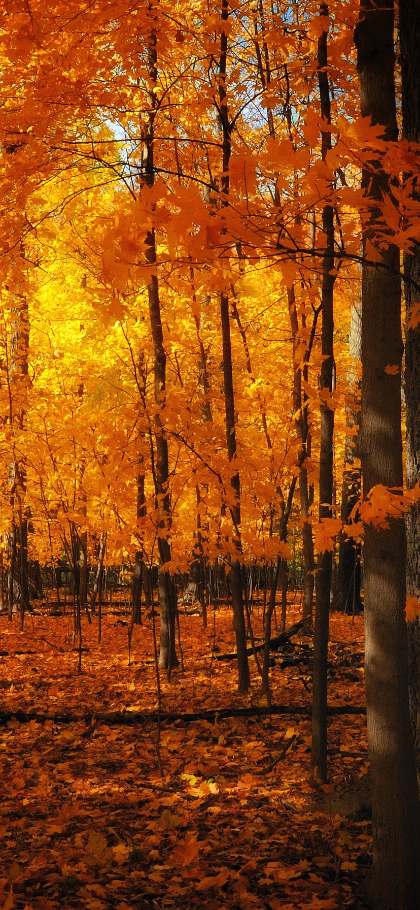 Autumn Colors In The Forest