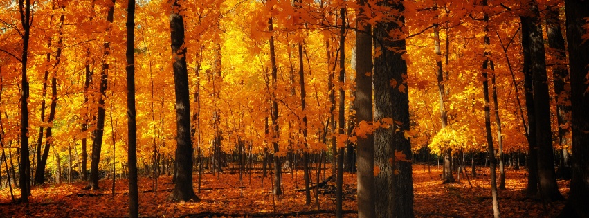 Autumn Colors In The Forest