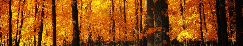 Autumn Colors In The Forest