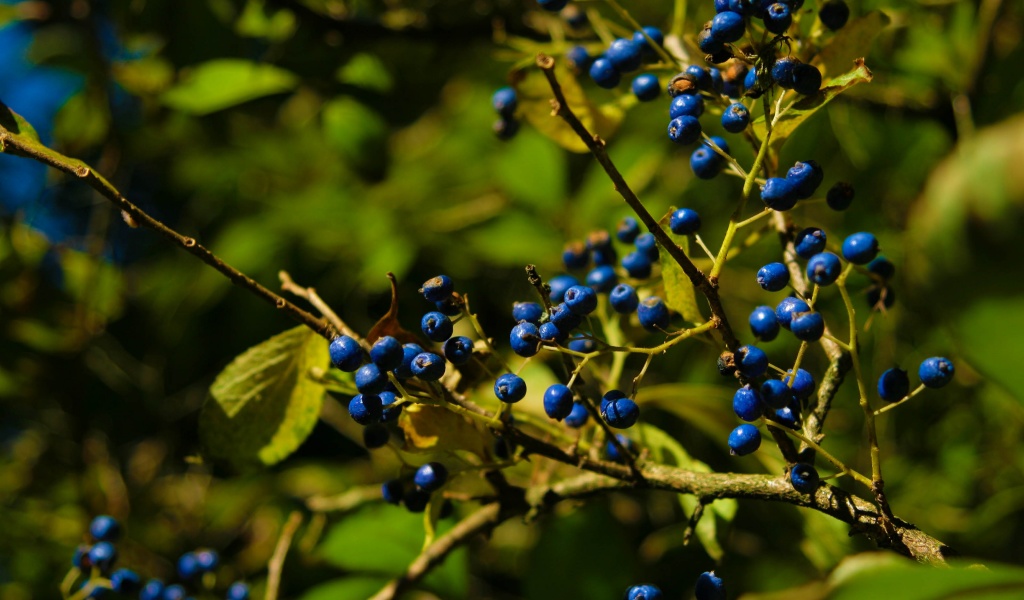 Autumn Colours Berries