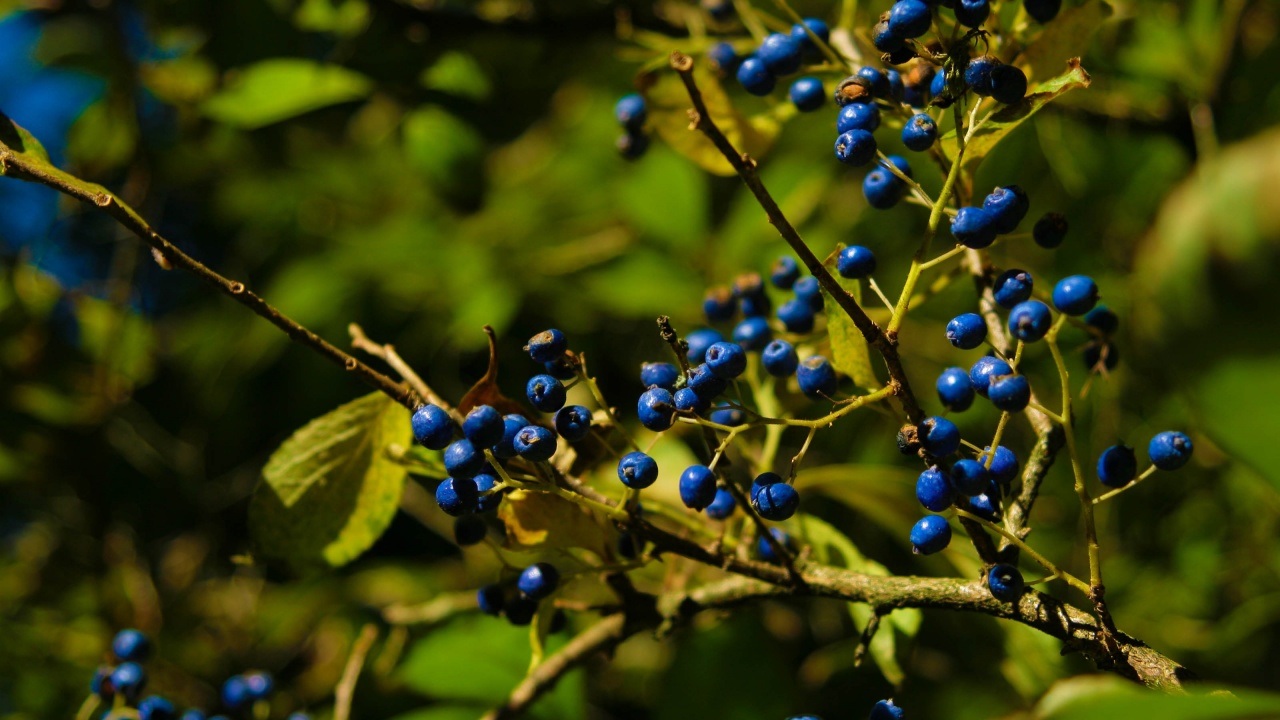 Autumn Colours Berries