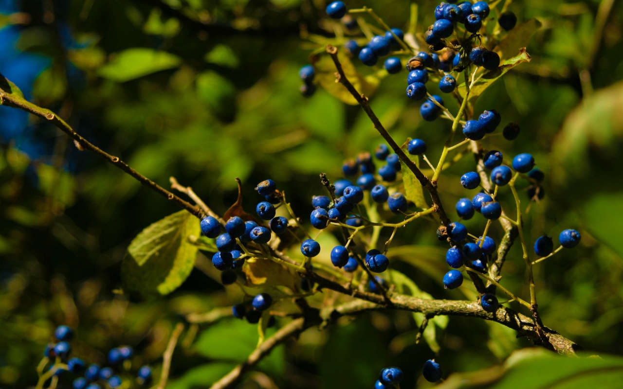 Autumn Colours Berries