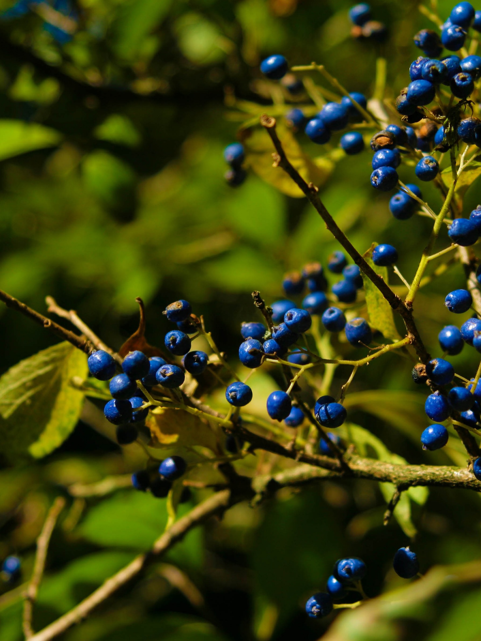 Autumn Colours Berries