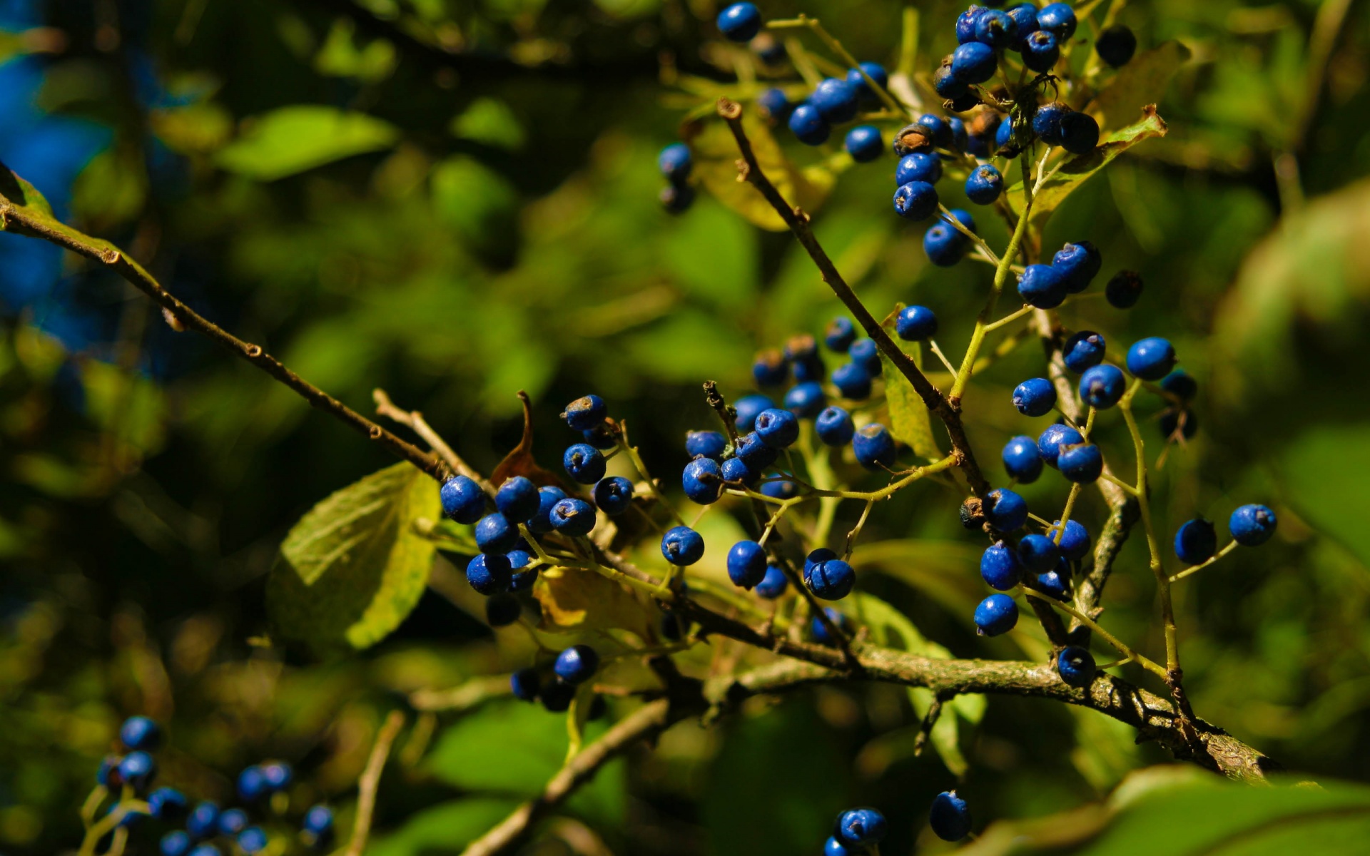 Autumn Colours Berries