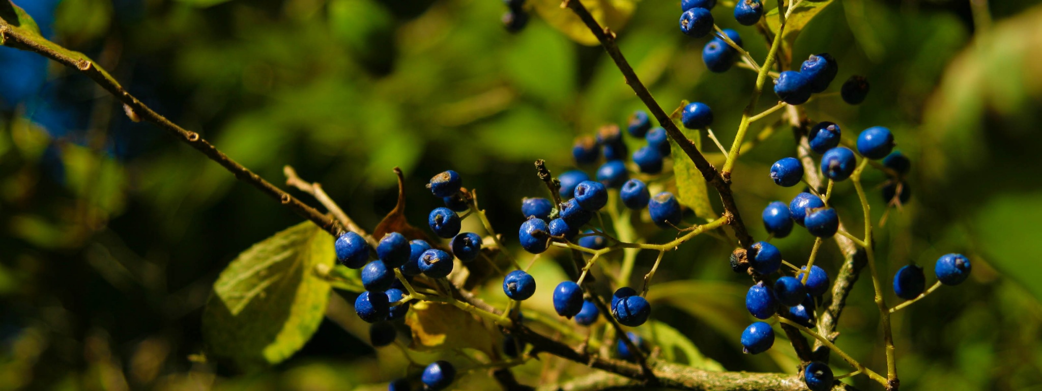 Autumn Colours Berries