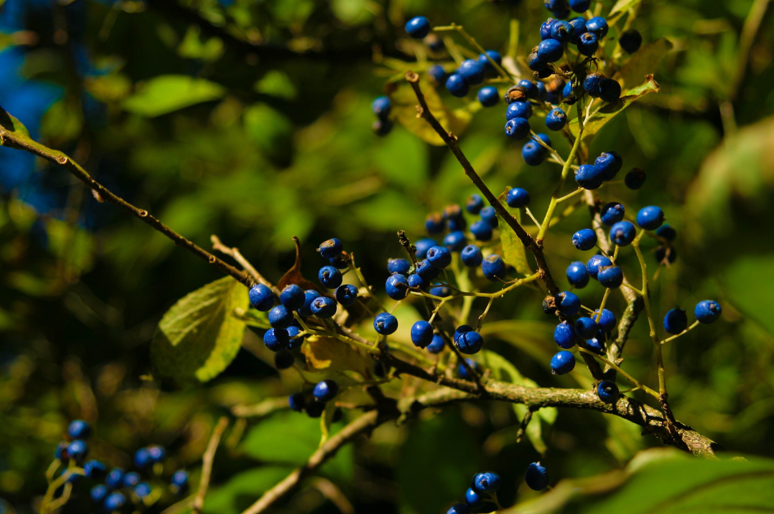 Autumn Colours Berries