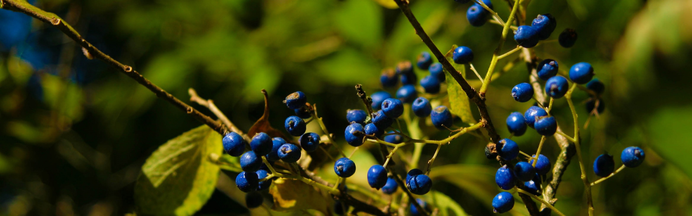 Autumn Colours Berries