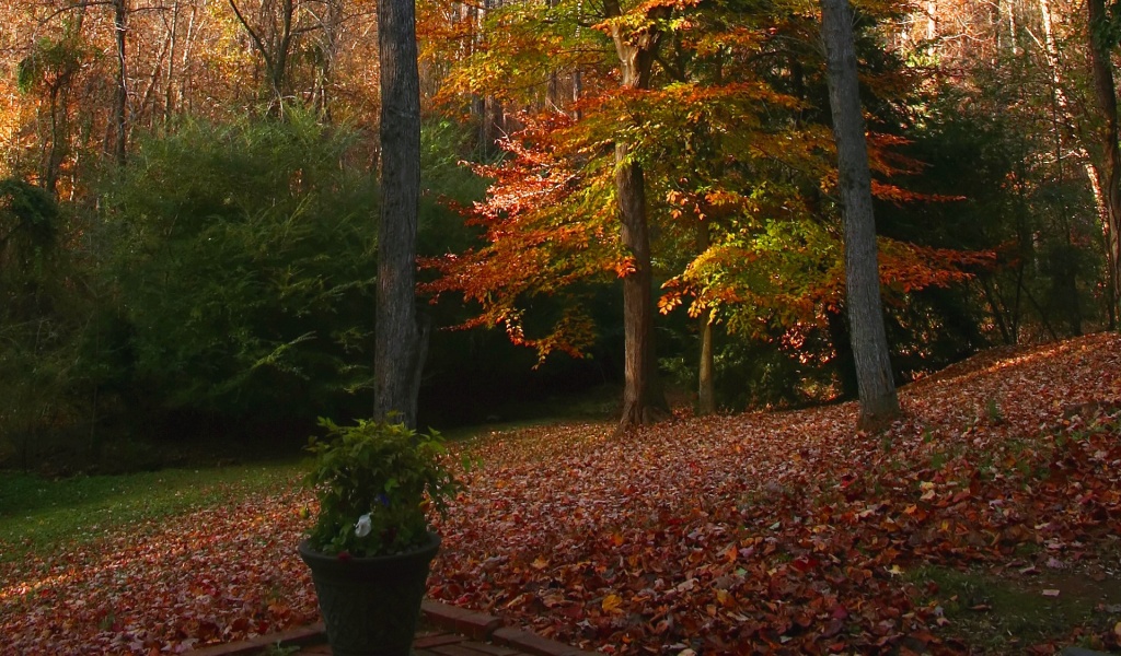 Autumn Deciduous Tree Nature