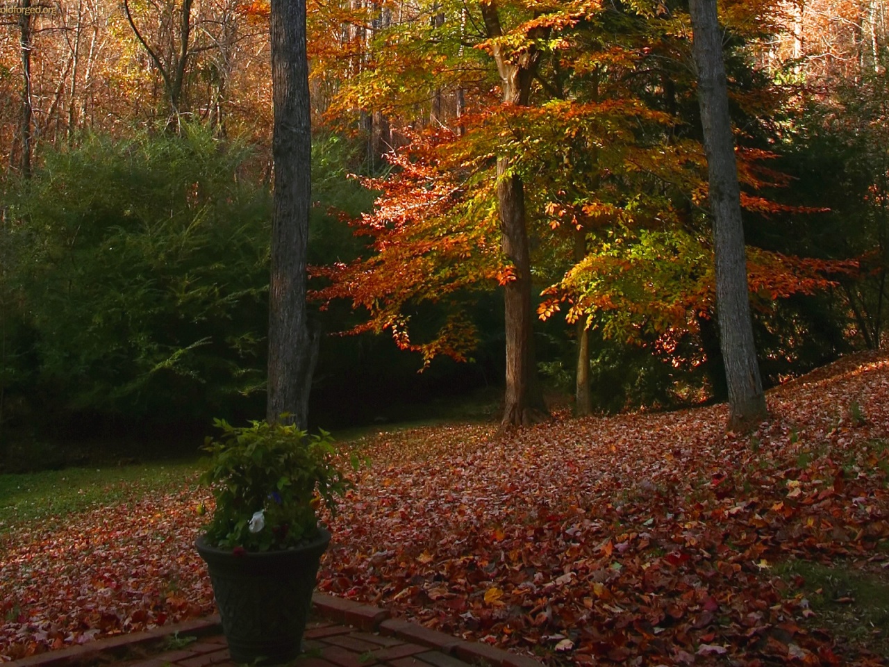 Autumn Deciduous Tree Nature