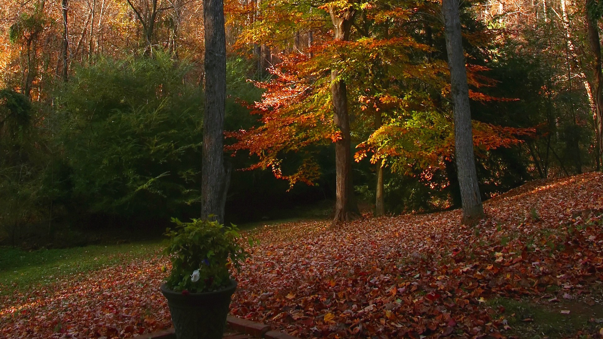 Autumn Deciduous Tree Nature