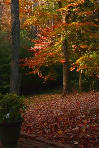 Autumn Deciduous Tree Nature