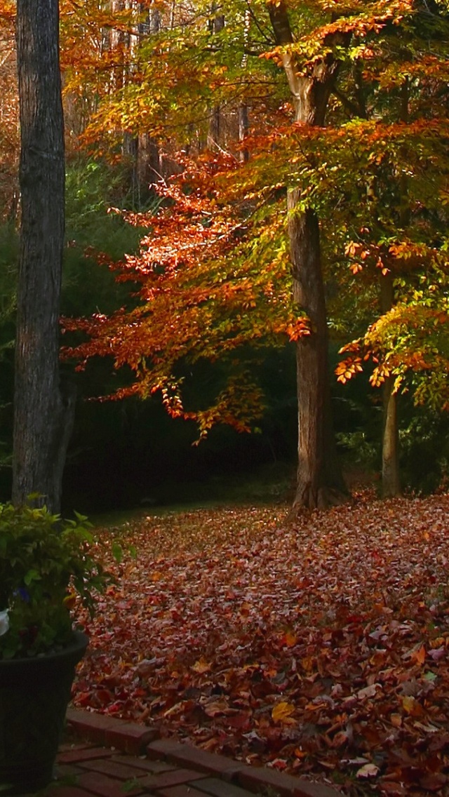 Autumn Deciduous Tree Nature