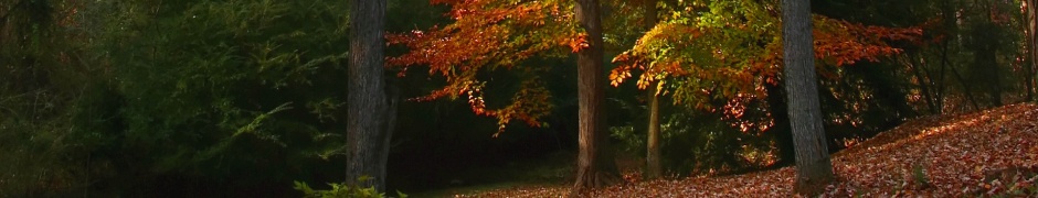 Autumn Deciduous Tree Nature