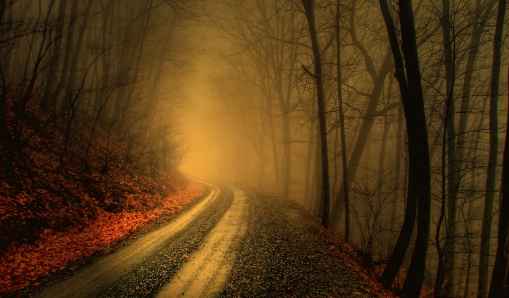 Autumn Fog In Forests