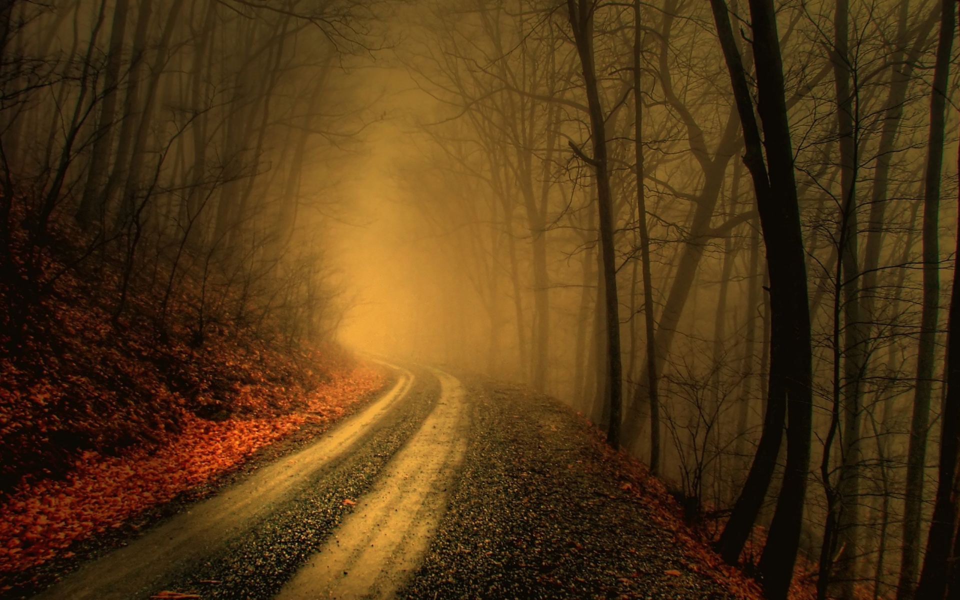 Autumn Fog In Forests