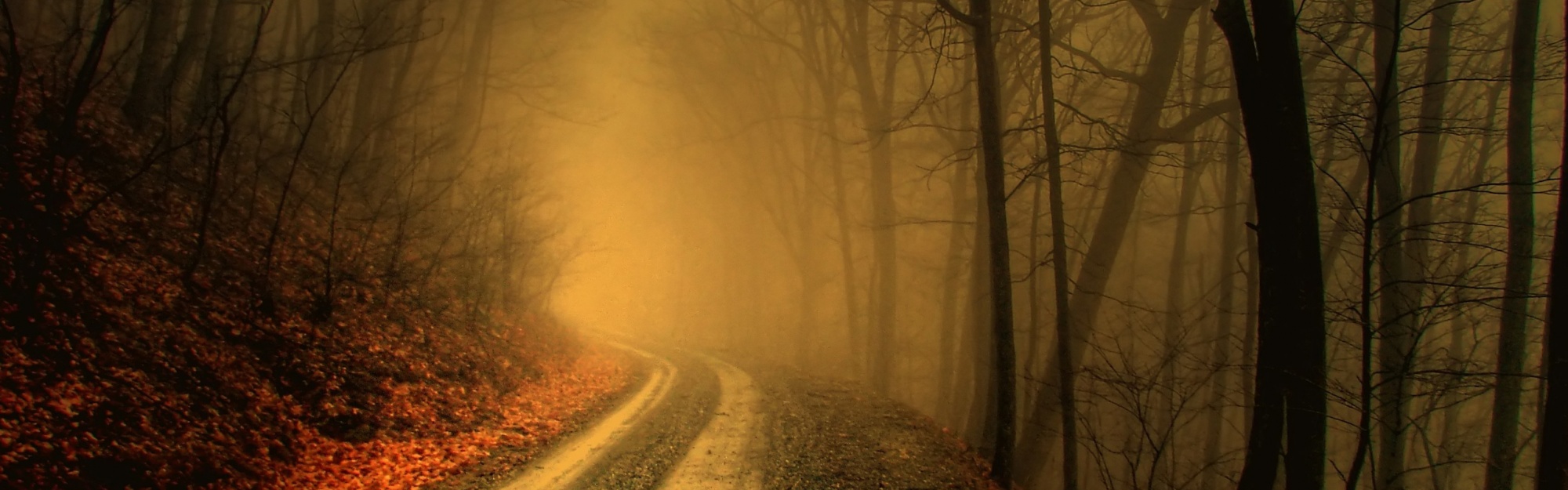 Autumn Fog In Forests