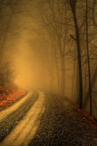 Autumn Fog In Forests