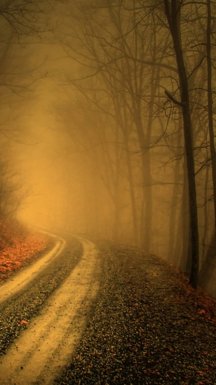 Autumn Fog In Forests