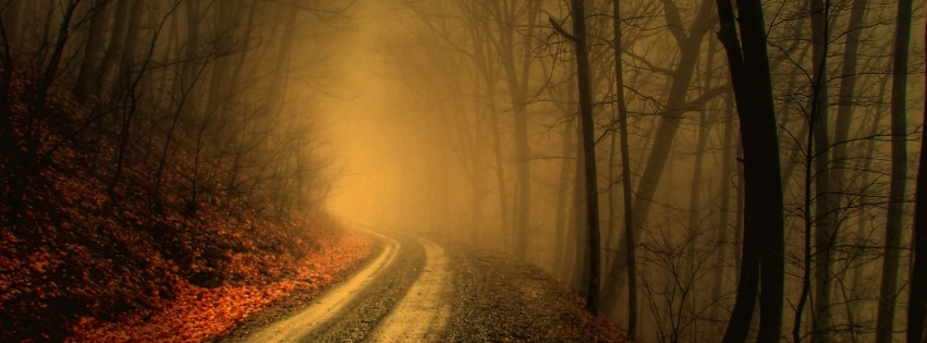 Autumn Fog In Forests