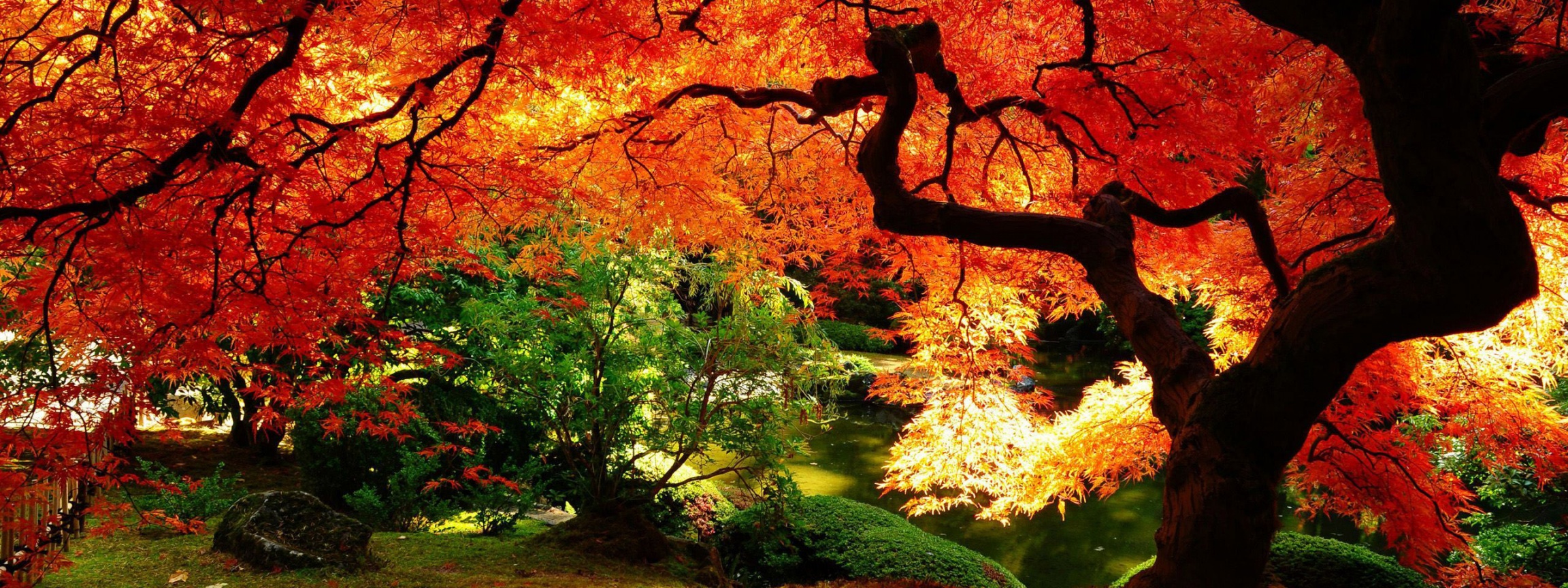 Autumn Tree Nature