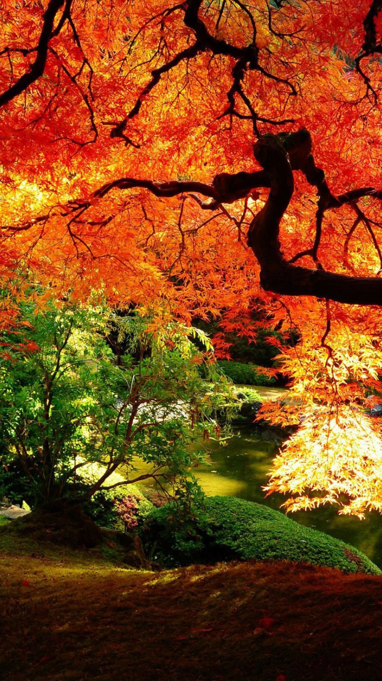 Autumn Tree Nature