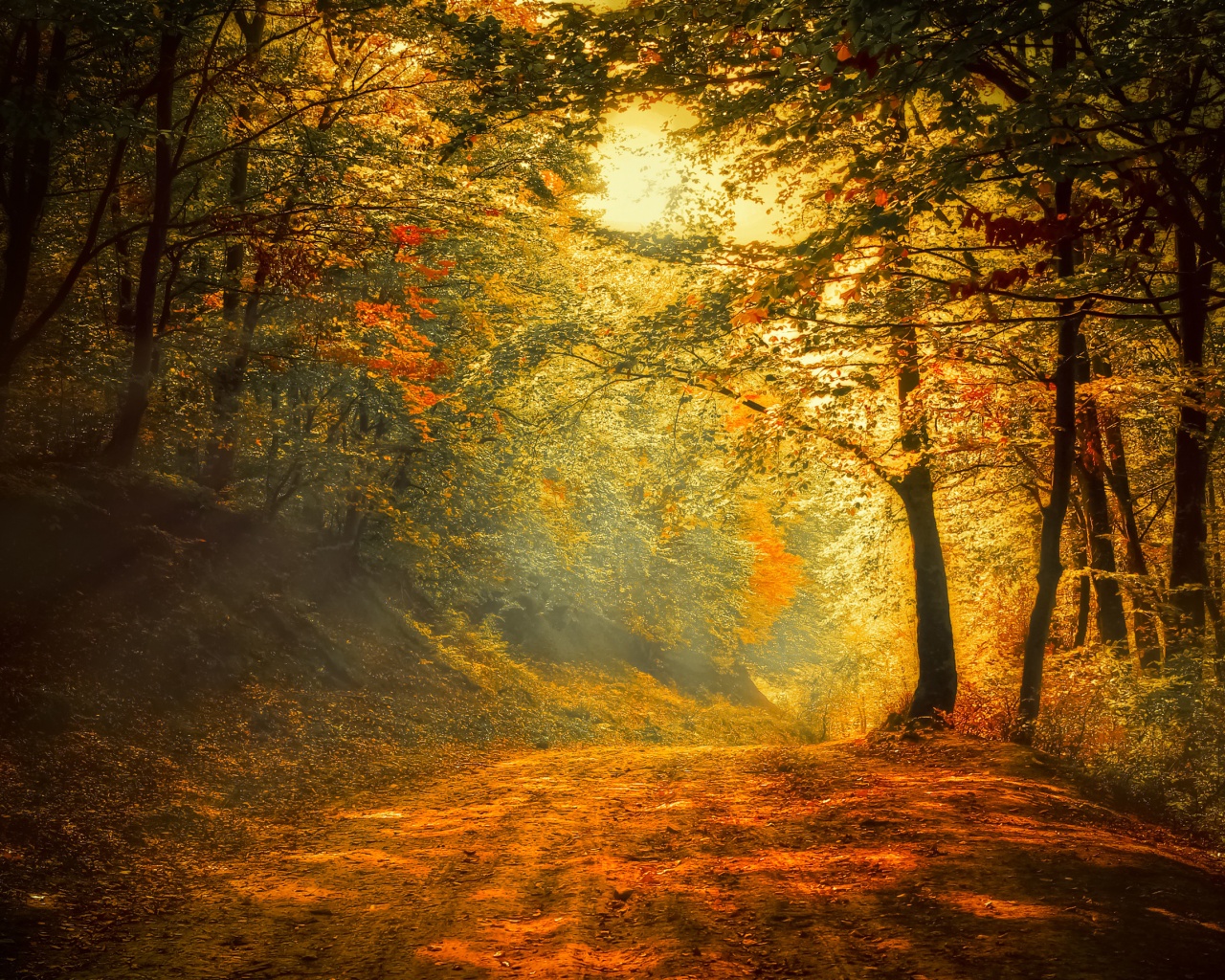 Autumn Trees Road Forest