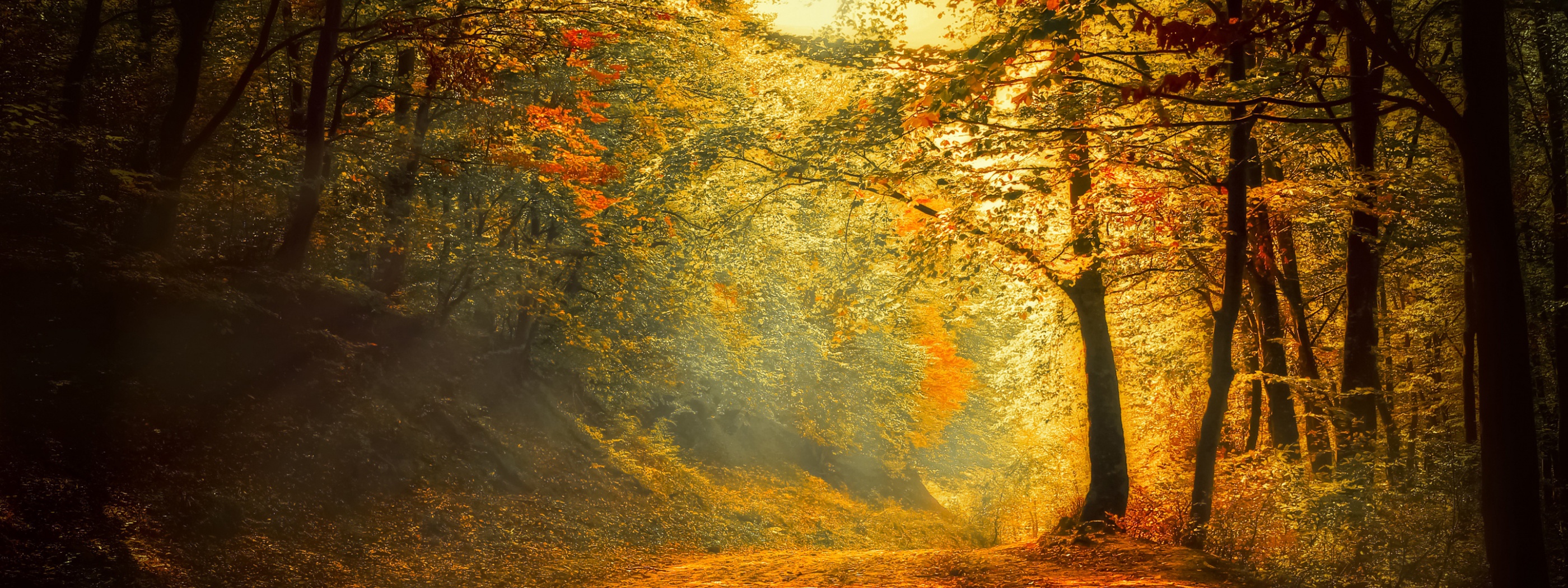 Autumn Trees Road Forest