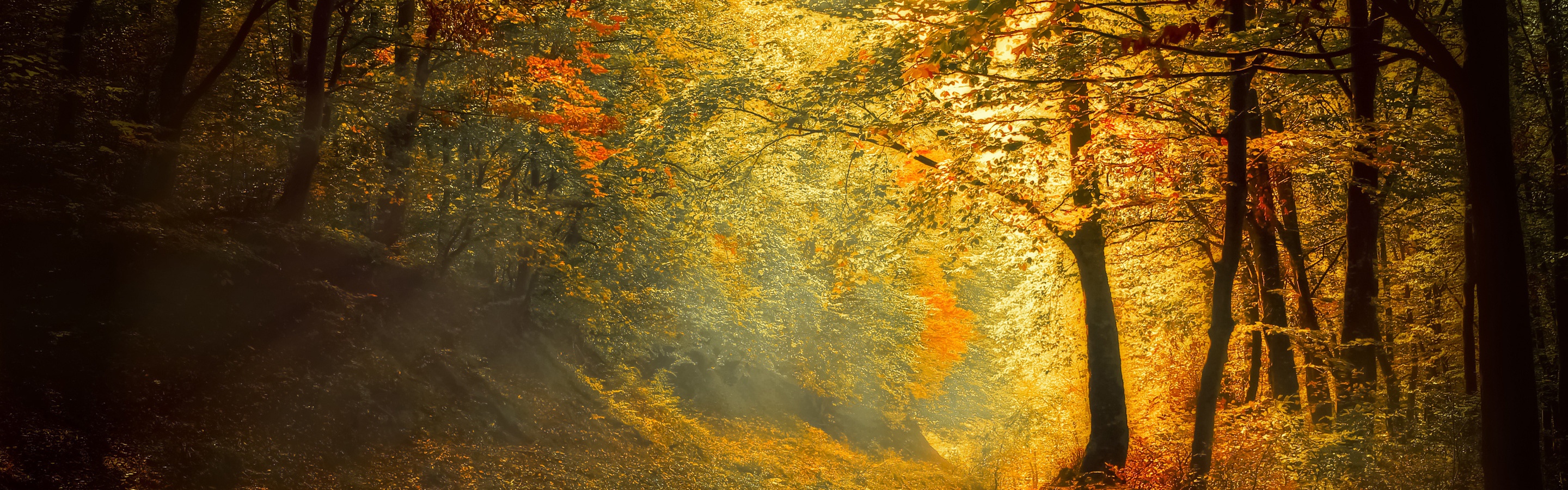 Autumn Trees Road Forest