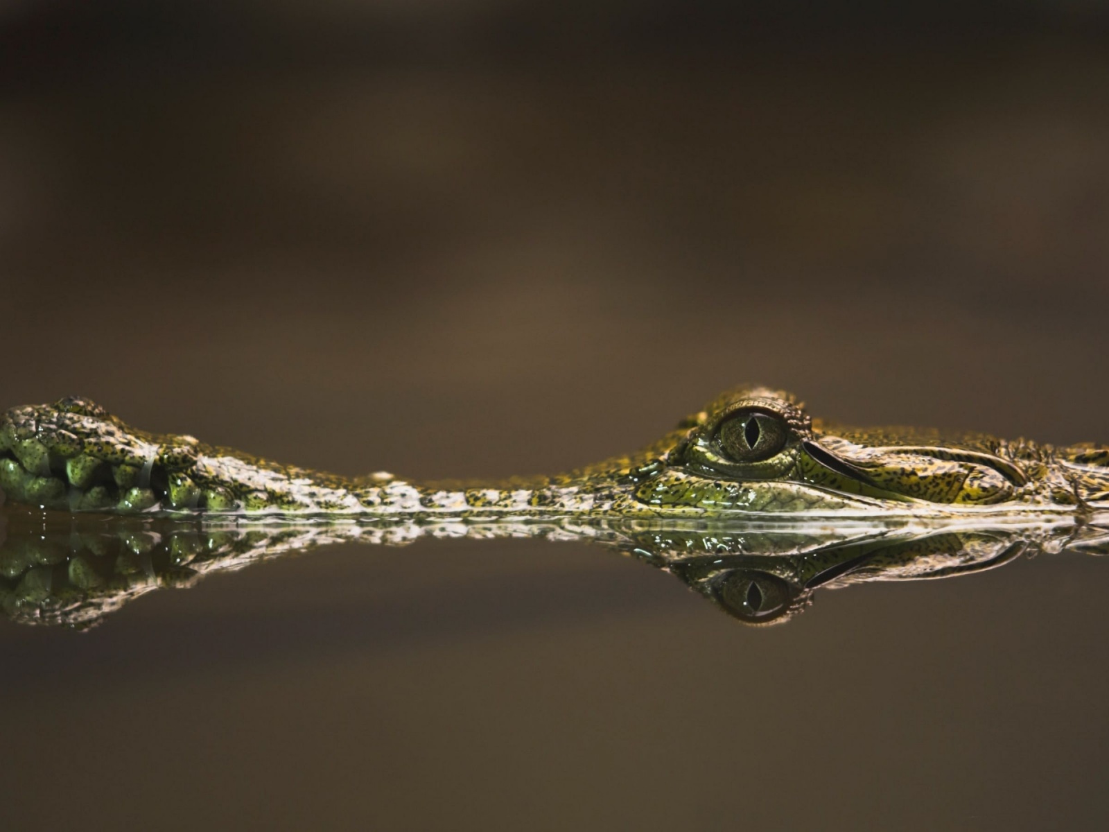 Baby Alligator