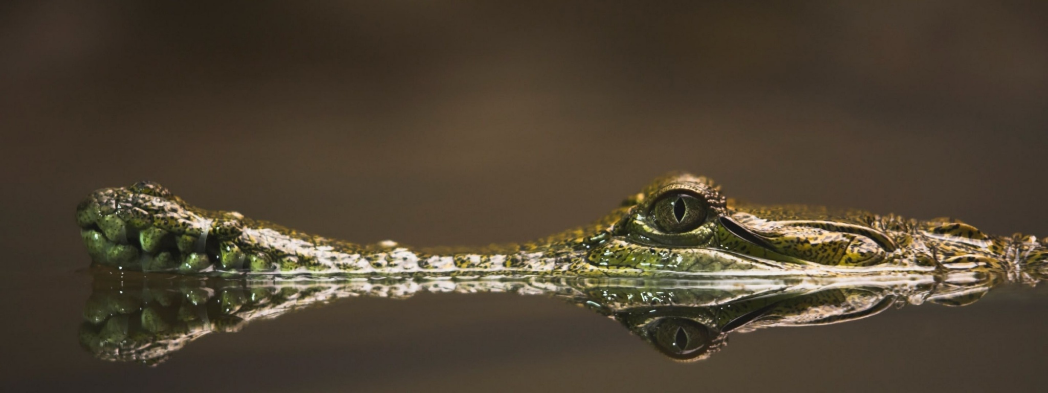 Baby Alligator