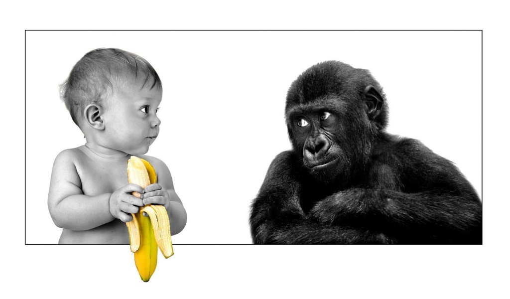 Baby Funny Bananas Monkeys