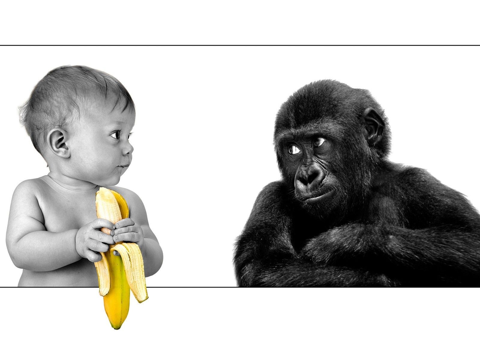 Baby Funny Bananas Monkeys