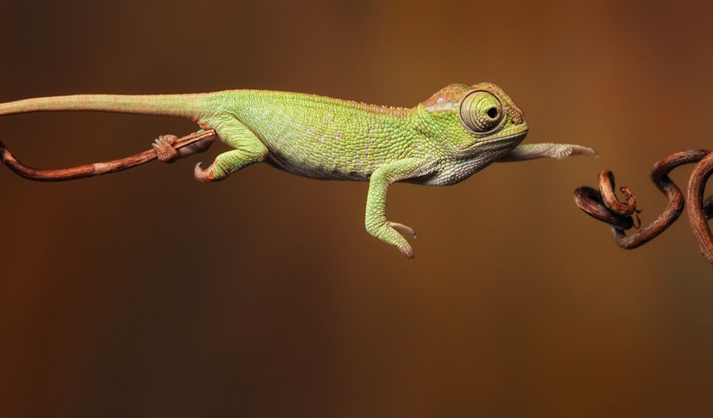 Baby Iguana