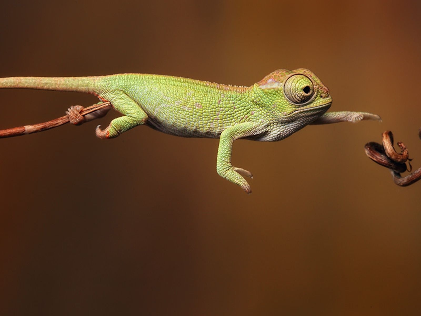 Baby Iguana