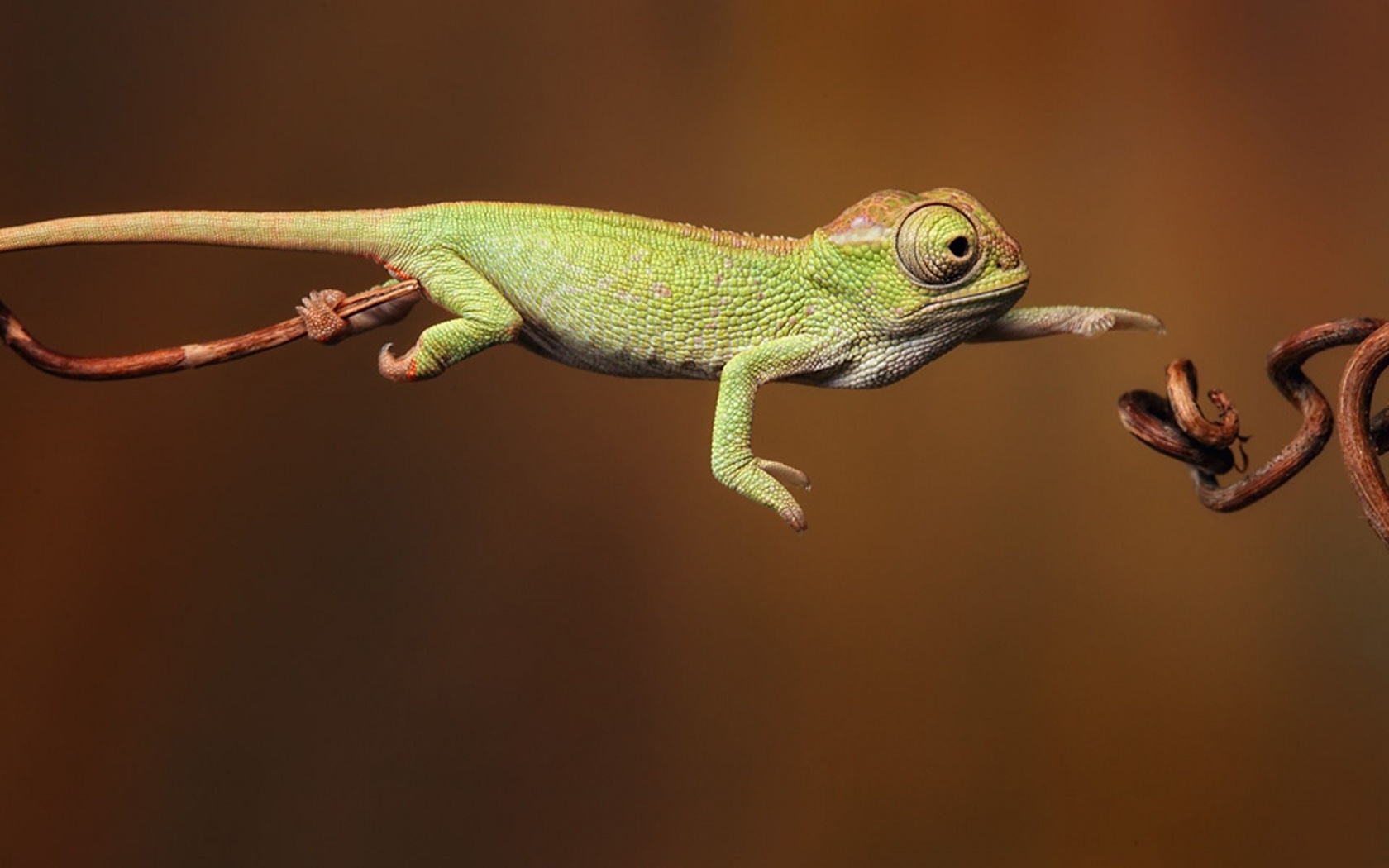 Baby Iguana