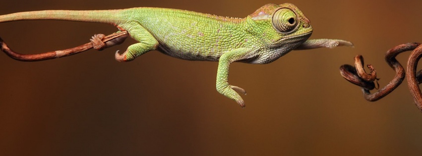 Baby Iguana