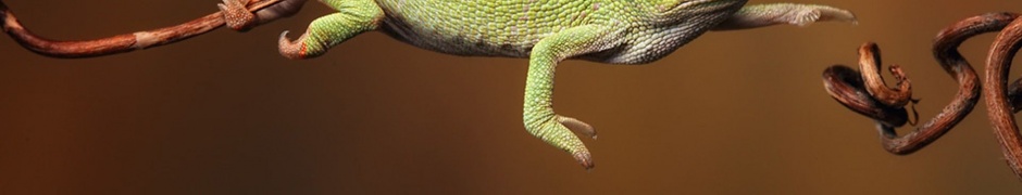 Baby Iguana