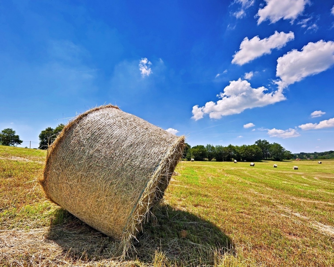 Bales Hay Nature Landscapes