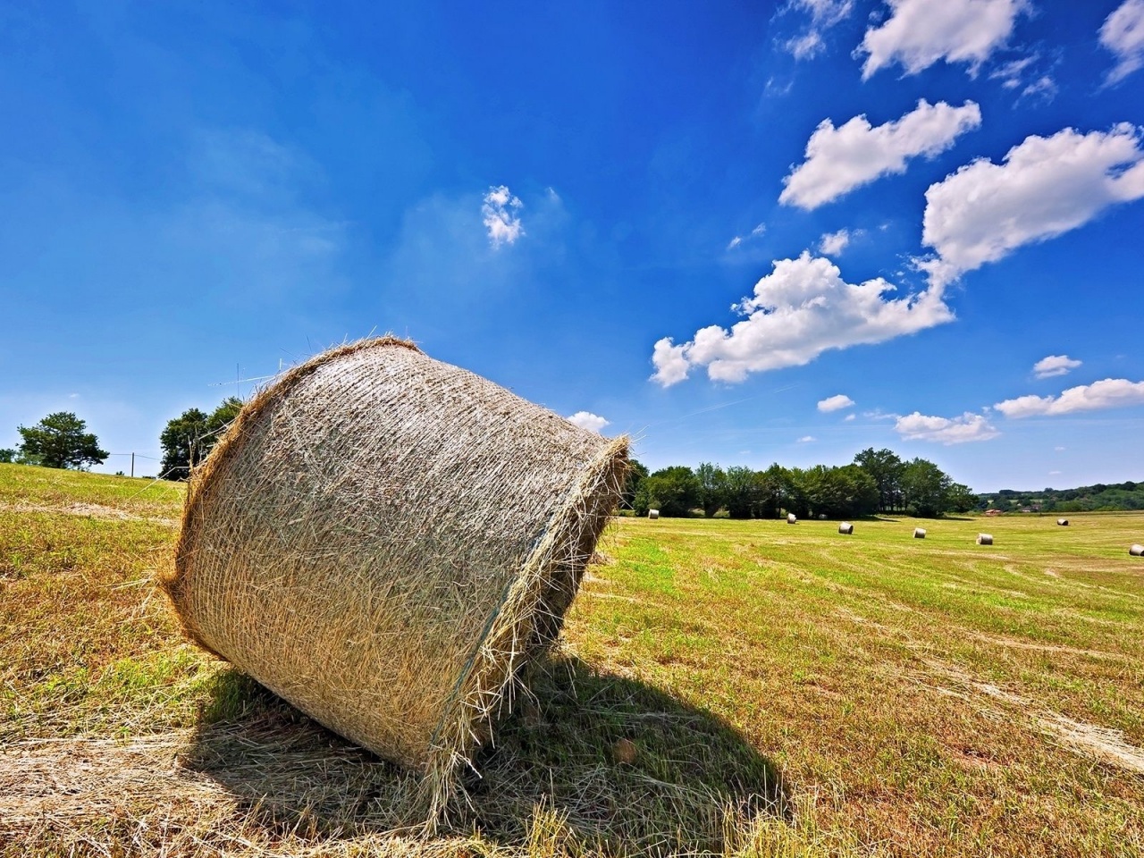 Bales Hay Nature Landscapes