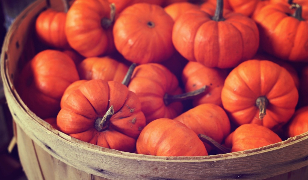 Basket Full Of Pumpkins